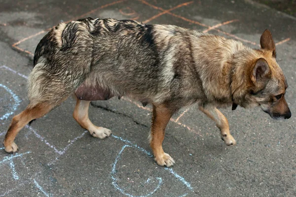 Hemlös Hund Gatan Kvinnlig Hund Den Stackars Hunden Letar Efter — Stockfoto