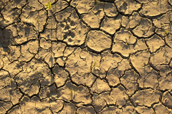 Dry cracked ground. The surface of the soil in the heat. Desert land.