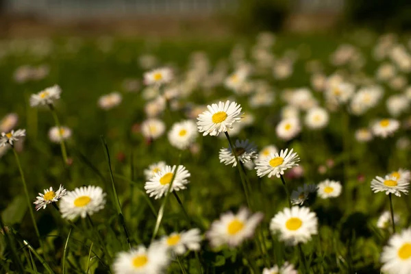 Gänseblümchen Auf Dem Rasen Sommerblumen Auf Der Straße Eine Schöne — Stockfoto