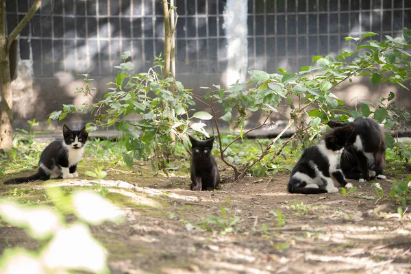 Gato Callejero Animal Sin Hogar Una Mascota Sin Dueño —  Fotos de Stock