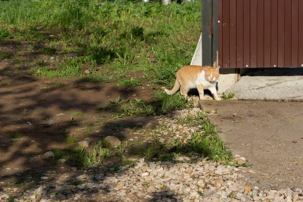 Red cat near the fence. The cat runs away from home. The stray cat is lost.