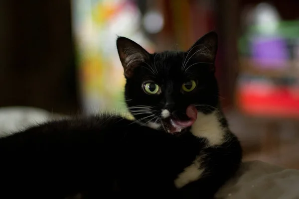 Gato Negro Mira Cámara Mascota Está Acostada Cama Gato Yace — Foto de Stock