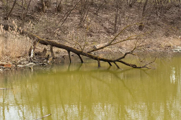 Albero Nell Acqua Albero Secco Caduto Nel Fiume Impianto Marcescente — Foto Stock