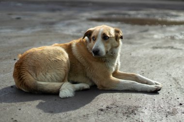 Sokakta başıboş bir köpek yatıyor. Terk edilmiş bir hayvan sahibini bekliyor. Köpek başıboş..