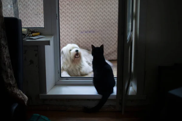 猫和狗一起在公寓里 宠物沟通 猫不允许狗离开阳台 — 图库照片