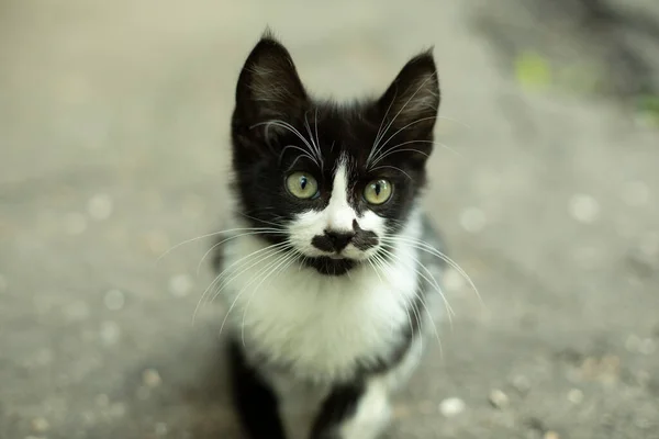 Πορτρέτο Μια Γάτα Μουστάκι Αστείο Γατάκι Ασυνήθιστο Χρώμα Μαύρο Μουστάκι — Φωτογραφία Αρχείου