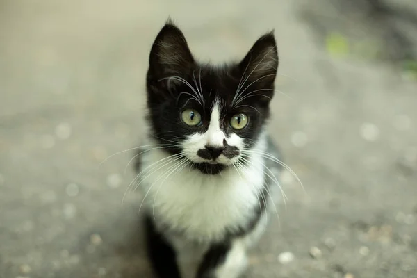 Retrato Con Gato Con Bigote Gatito Divertido Con Color Inusual —  Fotos de Stock