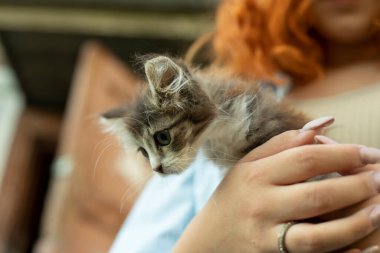 Kedi yavrusu bir kızın ellerinde. Küçük bir evcil hayvan ellerinde güneşleniyor. Küçük bir kedi yavrusu tutan kadın..