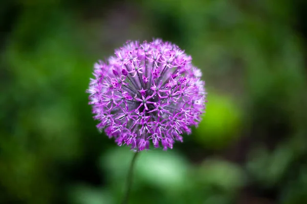 Kwiatostan Cebuli Cebula Ogrodzie Fioletowy Kwiat Piękno Natury Przydatny Leczniczy — Zdjęcie stockowe