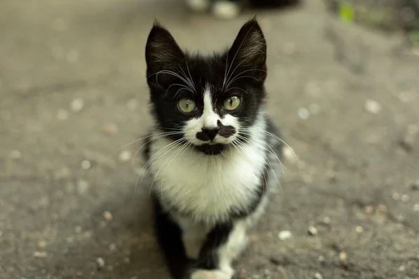 Retrato Con Gato Con Bigote Gatito Divertido Con Color Inusual —  Fotos de Stock