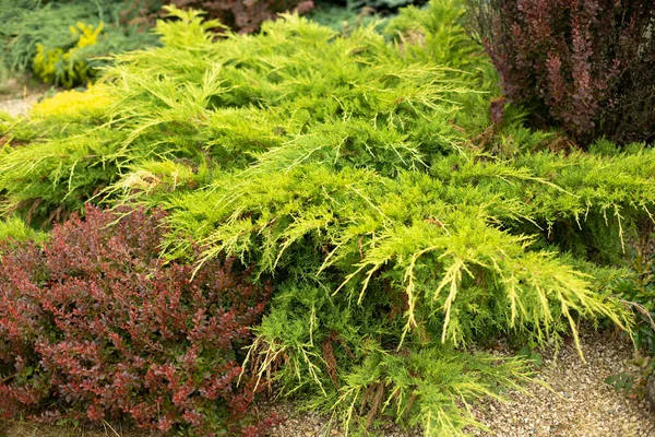 Plante Résineuse Dans Jardin Pin Jardin Épinette Miniature Aiguilles Pin — Photo