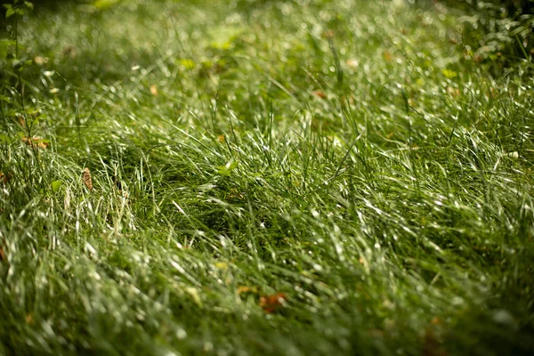 Textura Hierba Hierba Bajo Sol Fondo Natural Verde — Foto de Stock