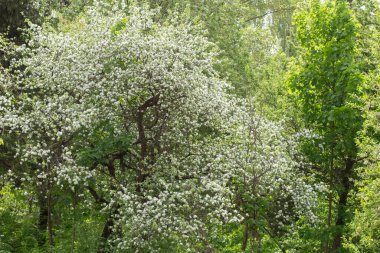 Çiçek açan elma ağacı. Baharda ağaçlar. Bahçedeki ağaçların üzerinde taze yapraklar.