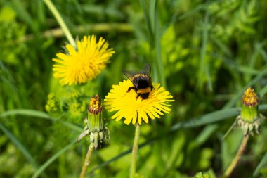Sarı bir karahindiba üzerinde yaban arısı. Böcek çiçeği tozlaştırır. Yaban arısı yazın nektar toplar. Karahindiba doğada.