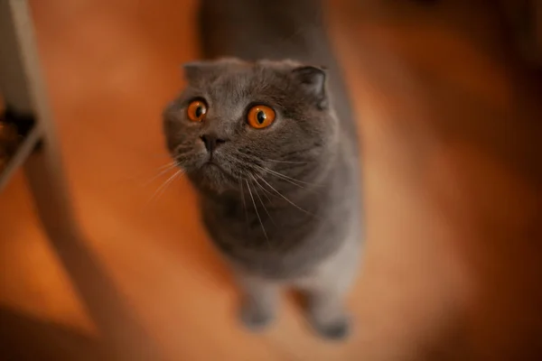 一只英国猫在公寓里一只英国猫站在地板上的画像 房子里可爱的宠物 — 图库照片