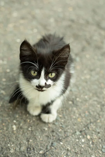 Yavru Kedi Kameraya Bakıyor Sokaktaki Siyah Beyaz Kedi Yavrusu Evsiz — Stok fotoğraf