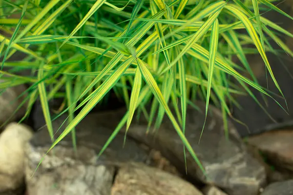 Plantas Lago Artificial Plantas Pântano Água Decoração Jardim Água — Fotografia de Stock