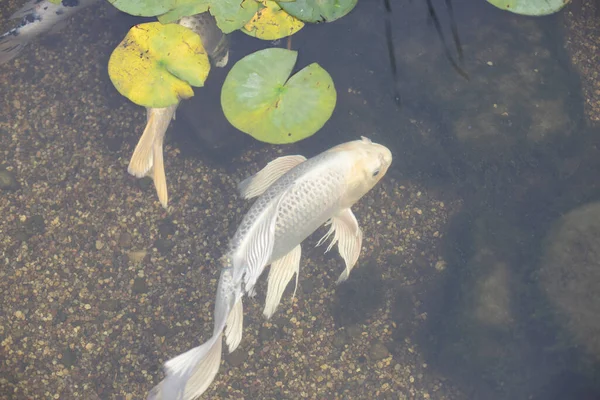 White fish in the water. Fish decorates the pond. Beautiful sturgeon in fresh water.