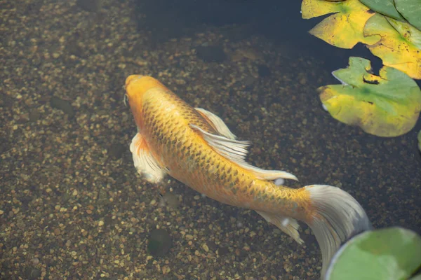 Золотая Рыбка Пруду Рыба Плавает Водой Декоративный Пруд Золотыми Весами — стоковое фото