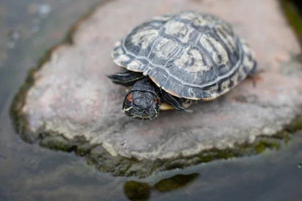 一只乌龟坐在公园的一个正方形上 乌龟爬出水面 爬到一块卵石上 爬行动物在壳里休息 — 图库照片