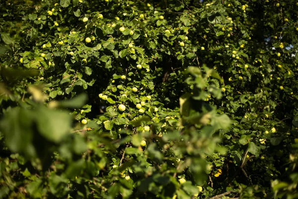 Manzanas Verdes Árbol Manzano Verano Fondo Árbol Jardín Natural Verde — Foto de Stock