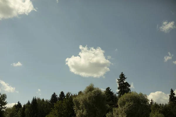 Bílé Mraky Nad Lesem Letní Krajina Pohled Stromy Oblohu — Stock fotografie