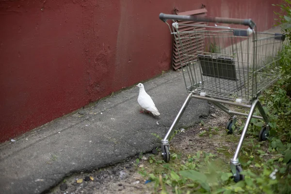 白い鳩は失われた 市内の鳥 鳩は地面にあります — ストック写真