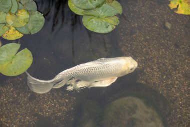 Suda beyaz balık. Havuzu balıklar süslüyor. Tatlı suda güzel mersin balığı.