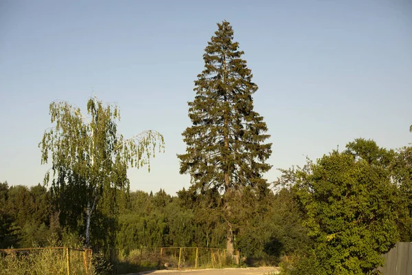 Lång Gran Ensamt Träd Sommarskogslandskap Naturlandskap — Stockfoto