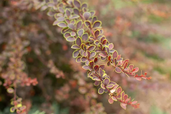 Plante Rouge Dans Jardin Sans Fleurs Petites Feuilles Sur Minces — Photo