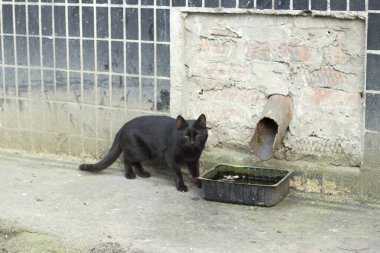 Sokaktaki kara kedi. Kedi bir yuvası olmadan bırakıldı. Kara kedi uğursuzdur..