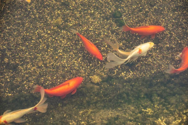 Рыбы Плавают Мелководье Рыба Искусственном Водохранилище Декоративный Пруд Украшающий Парк — стоковое фото