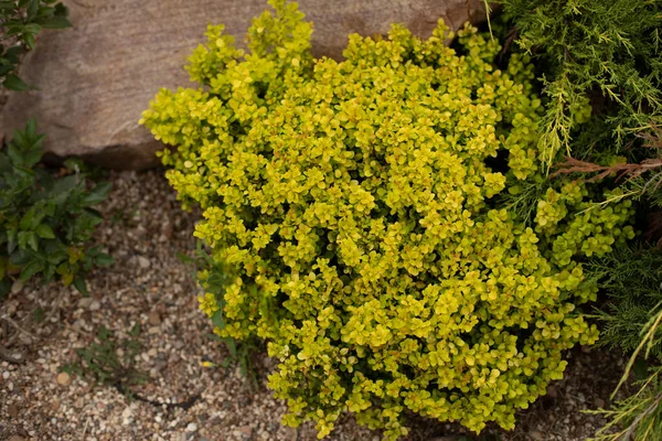 Plante Résineuse Dans Jardin Pin Jardin Épinette Miniature Aiguilles Pin — Photo