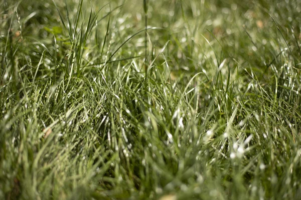 草的质感阳光下的草 绿色自然背景 — 图库照片
