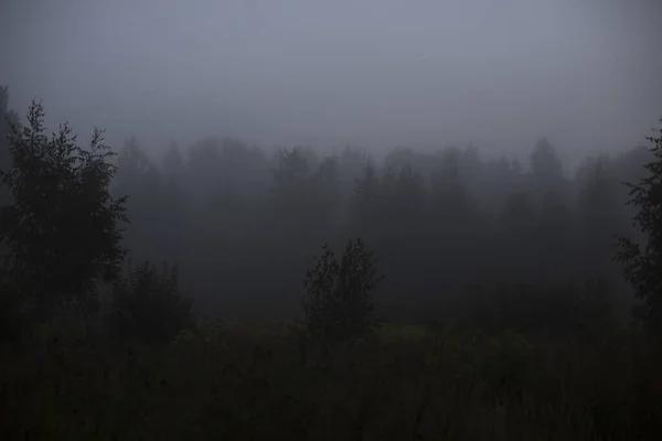 Dimineaţă Ceţoasă Pădure Creșterea Umidității Natură Pădure Întunecată Trece Printr — Fotografie, imagine de stoc
