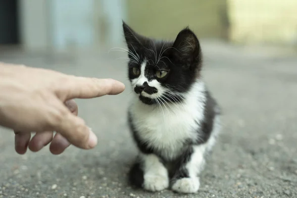 Бездомный Котёнок Смотрит Палец Чёрно Белый Котёнок Сидит Асфальте Палец — стоковое фото