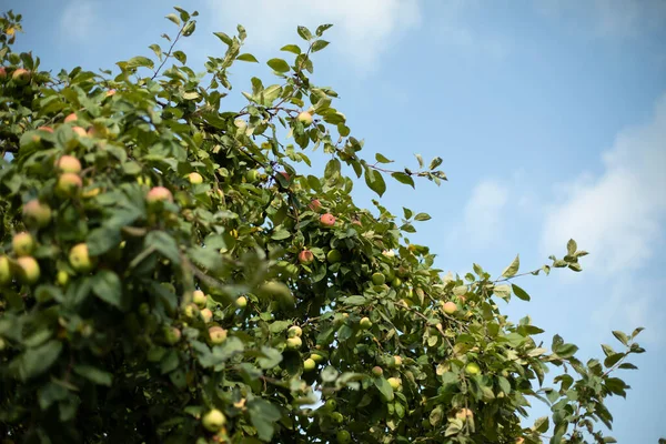 Maçãs Uma Árvore Frutas Outono Jardim Aldeia Fundo Natural Com — Fotografia de Stock