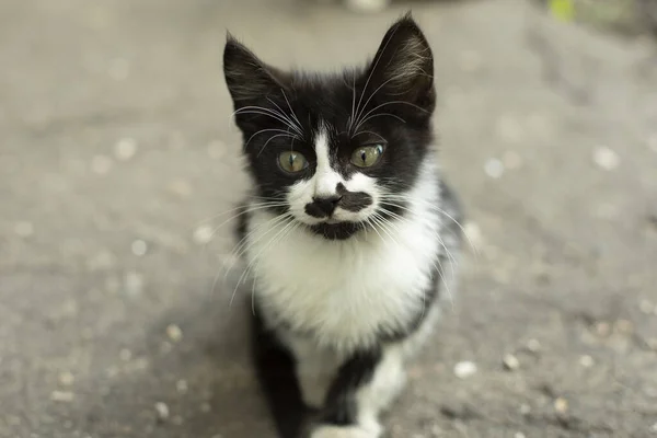 Retrato Com Gato Com Bigode Gatinho Engraçado Com Uma Cor — Fotografia de Stock