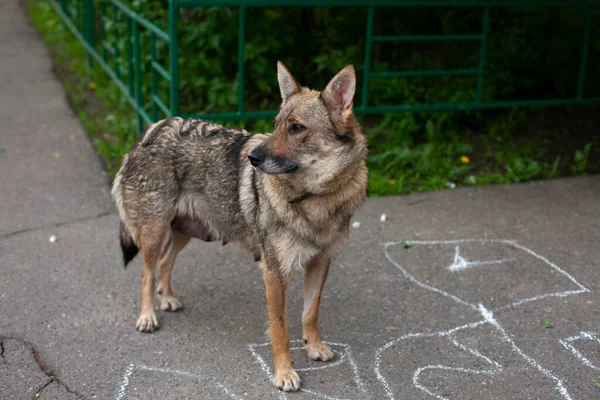 Cão Sem Abrigo Rua Cão Fêmea Pobre Cão Está Procura — Fotografia de Stock
