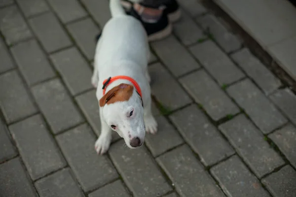 Jack Szétszórja Kutyafajtát Kis Háziállat Kutya Sétálni Állat Boldog — Stock Fotó