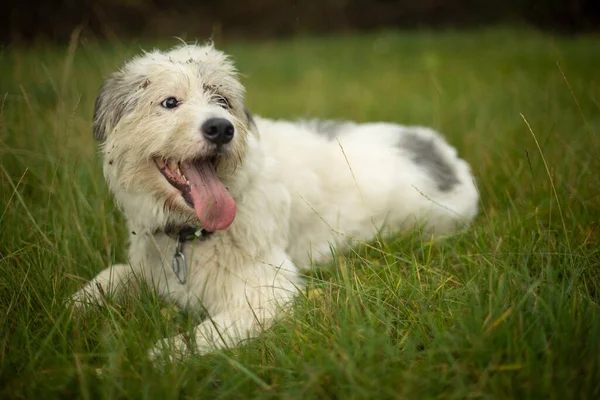 Köpek Dilini Dışarı Çıkardı Hayvan Çimlerin Üzerinde Dinleniyor Beyaz Saçlı — Stok fotoğraf