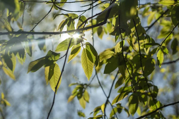 Plant Lichtstralen Natuurlijke Achtergrond Schoonheid Van Bladeren — Stockfoto