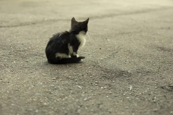 Koťátko Bez Domova Ulici Malý Mazlíček Černobílé Kotě Veselým Knírkem — Stock fotografie