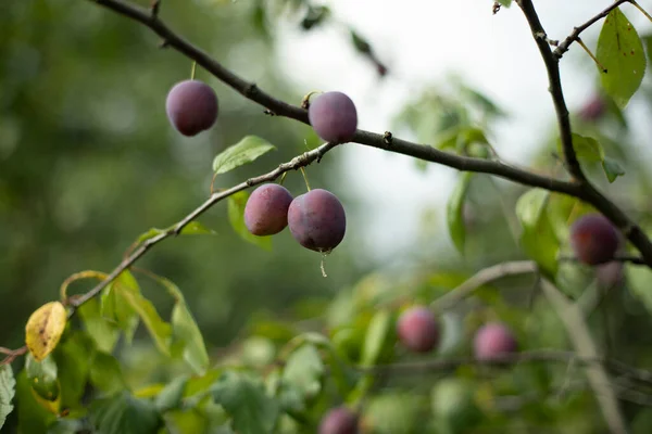 Ameixa Nos Ramos Bela Fruta Fundo Outono Ameixa Madura Verão — Fotografia de Stock