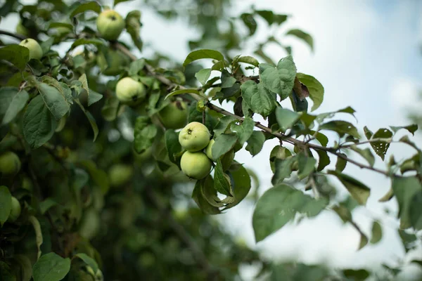 Maçãs Uma Árvore Frutas Outono Jardim Aldeia Fundo Natural Com — Fotografia de Stock