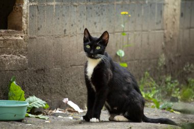Sokaktaki evsiz kedi. Bahçedeki siyah beyaz kedi. Sahipsiz bir hayvan. Sevimli hayvan..