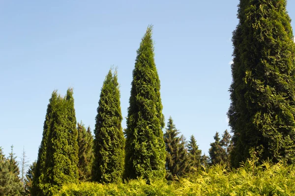 Tänkte Träd Parken Sommarlandskap Utanför Staden Landsbygd Granar Planteras Rad — Stockfoto