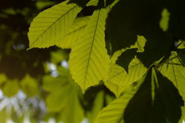 Groene Bladeren Het Zonlicht Plant Lumen Natuurlijke Achtergrond Avonds Licht — Stockfoto