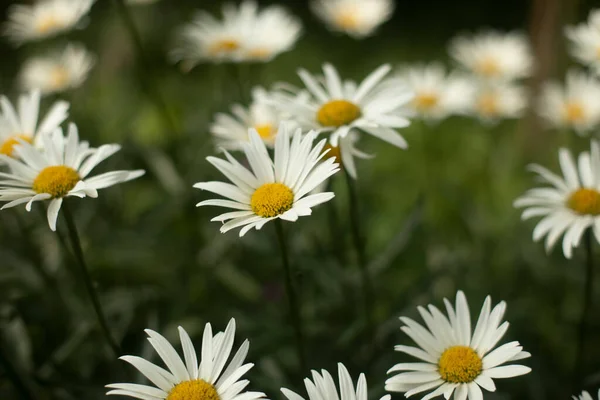 Pflanzen Garten Natürlicher Hintergrund Der Sommerpflanzen Natur Detail — Stockfoto