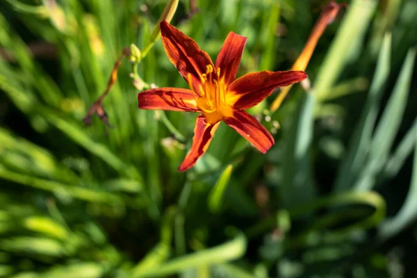 Květina Jedna Rostlina Létě Zahradě Přirozené Pozadí Šest Okvětních Lístků — Stock fotografie